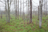 Marsh Trees in Fog