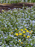 Dandelions, Bluets and Log