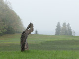 Natural Statue in Fog