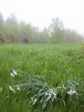 Jonquils and Tree in Fog