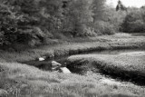 Rocks in a Stream