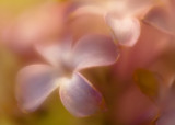Soft Lilac Macro #2