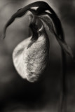 Ladys Slipper Orchid #2