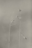 Grasses #2