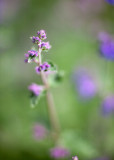 Catnip Blossoms