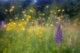 Lupines and Buttercups #1