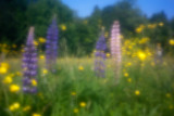 Lupines and Buttercups #4