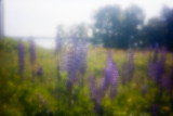 Lupines by Patten Bay