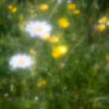 Daisies and Buttercups