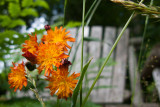 Orange Hawkweed in Front of Bench