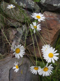 Daisy Grouping in Rocks