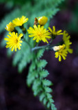 Yellow Hawkweed and Fern Frond