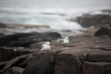 Seagull Pair