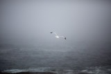 Gull Flying Out into the Fog