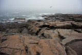 Gull Flying over Rocky Coast in Fog