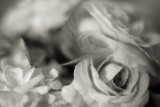 Monochrome Tea Roses