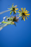 Black-eyed Susan Bottoms