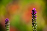 Liatris Pair by Lilies