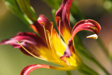 Red and Yellow Lily