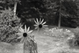 Daisies in the Window