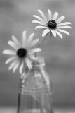 Still Life with Rudbackia