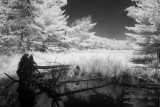 Beaver-felled Trees