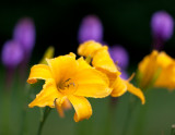 Yellow Lilies and Liatris