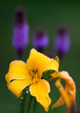 Yellow Lily with Liatris Trio
