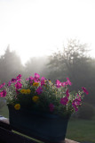 Foggy Sunrise Planter