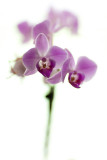Purple Orchid #2