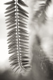 Hanging Frond