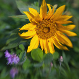 Short Sunflower Among Wildflowers