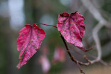 Old Red Pair