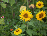 Sunflowers and Wildflowers #1