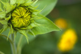 Future Tall Sunflower and Little Sunflowers