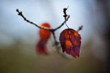 Branch End Leaf