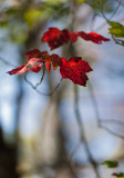 Backlit Red Leaf at Branch End