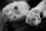 Kitty Paws #3