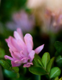 Little Flower in a Basket