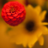 Wildflower Bouquet Closeup #5