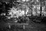 Bench Under a Tree