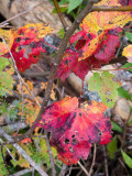 Turning Leaves by Fallen Log