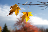 Two Yellow Leaves