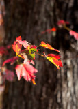 Red Leaves Against Bark #1