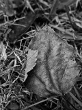 Grounded Leaves
