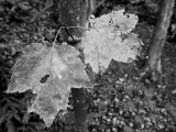 Mono Autumn Leaf Pair