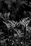 Fern Grouping