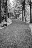 Hikers on Carriage Road