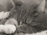 Jenni Sleeping, Head in Paws