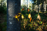 Branch and Leaves, SlightlyStylized